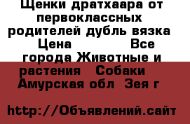 Щенки дратхаара от первоклассных  родителей(дубль вязка) › Цена ­ 22 000 - Все города Животные и растения » Собаки   . Амурская обл.,Зея г.